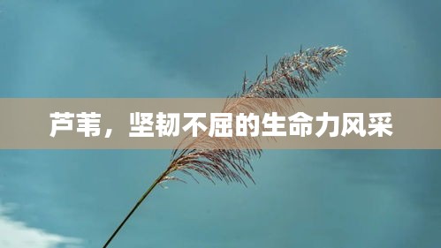 芦苇，坚韧不屈的生命力风采