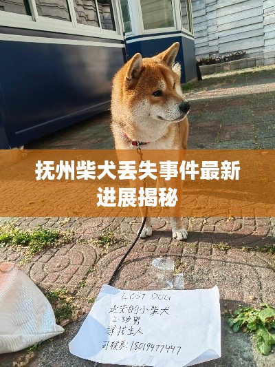 抚州柴犬丢失事件最新进展揭秘