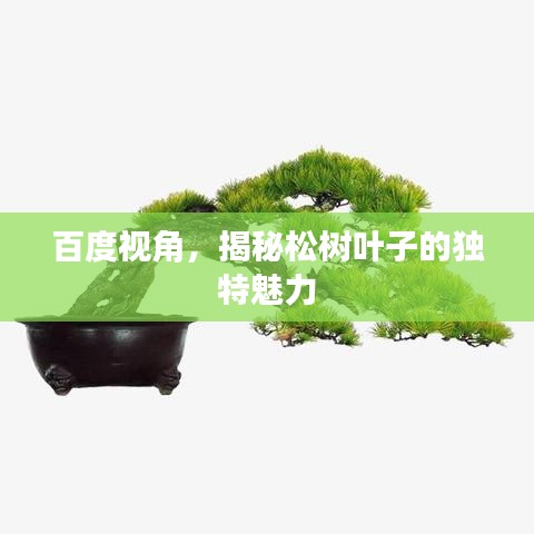 百度视角，揭秘松树叶子的独特魅力