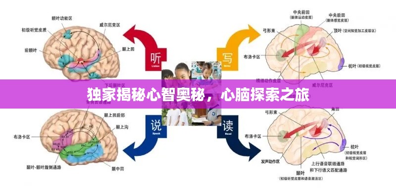 独家揭秘心智奥秘，心脑探索之旅