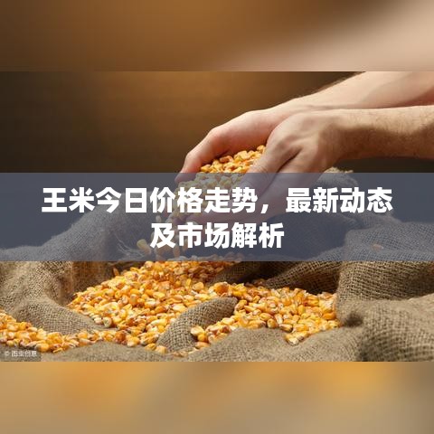 王米今日价格走势，最新动态及市场解析