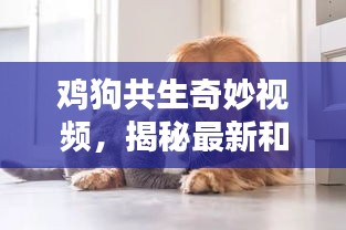 鸡狗共生奇妙视频，揭秘最新和谐共处画面